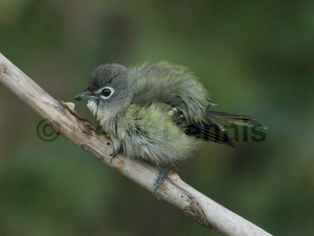 BHVI-AI_Blue-headed-Vireo