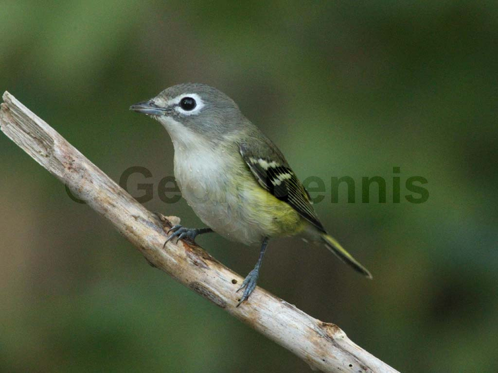 BHVI-AJ_Blue-headed-Vireo