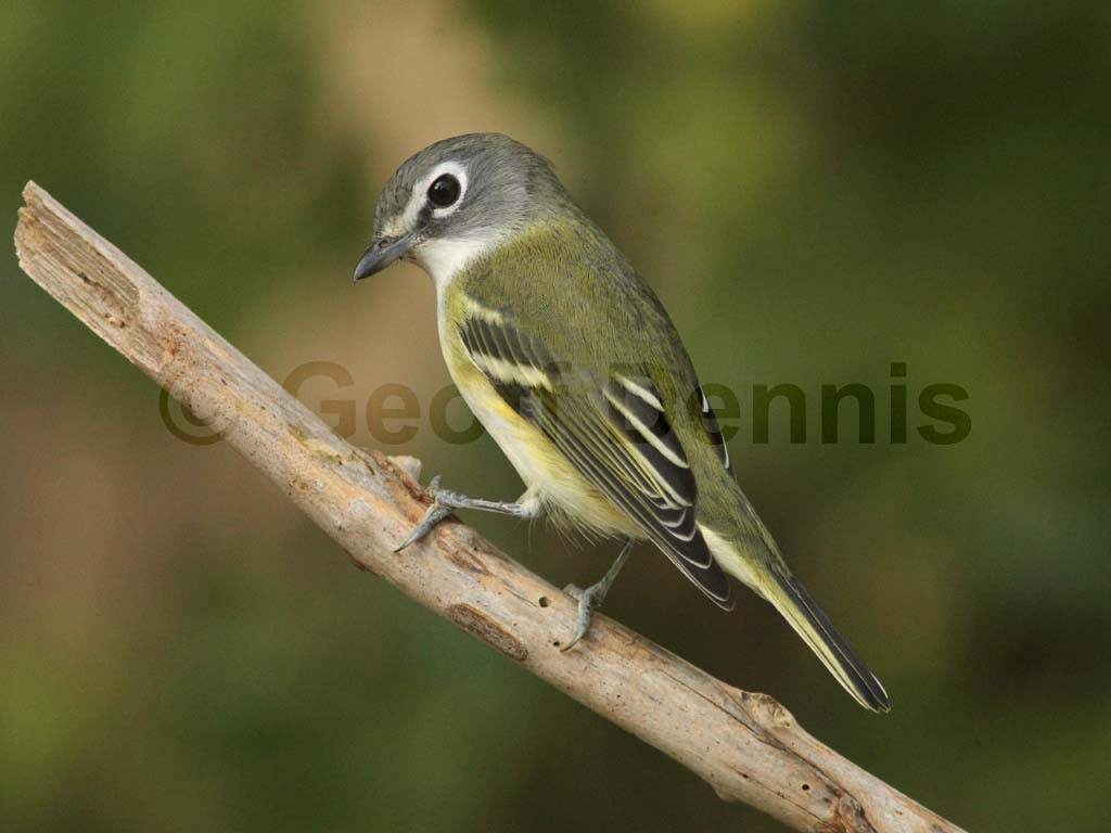 BHVI-AK_Blue-headed-Vireo