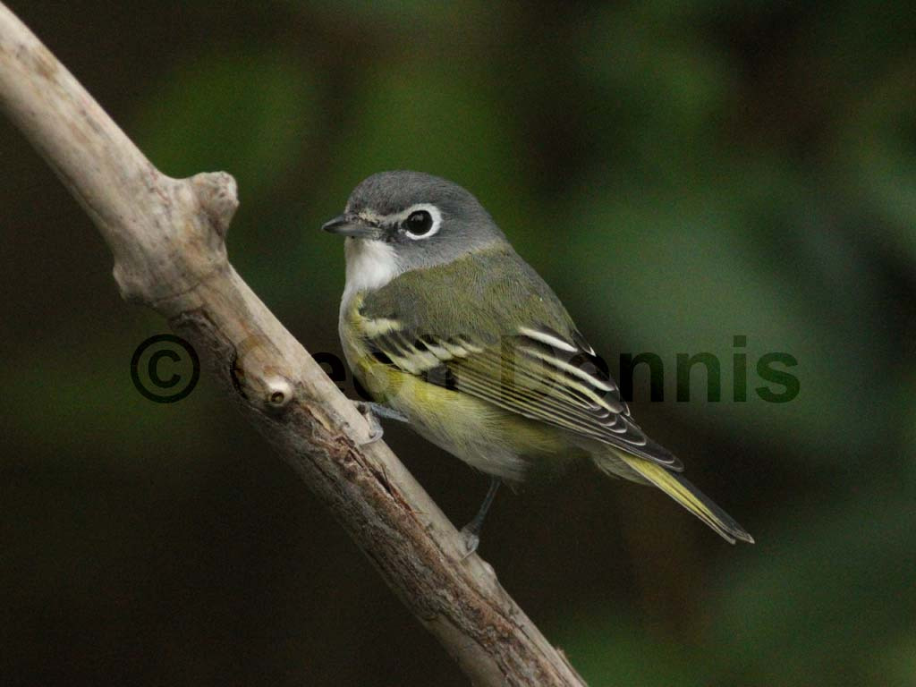 BHVI-AL_Blue-headed-Vireo