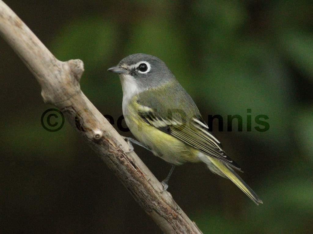 BHVI-AM_Blue-headed-Vireo