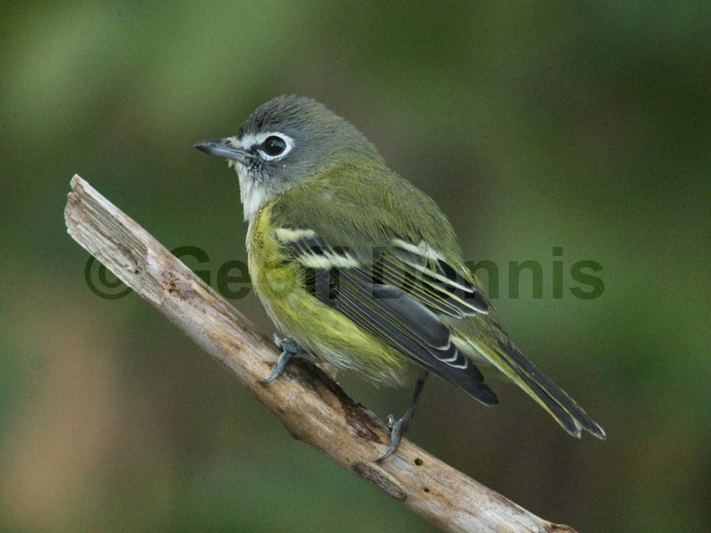 BHVI-AN_Blue-headed-Vireo