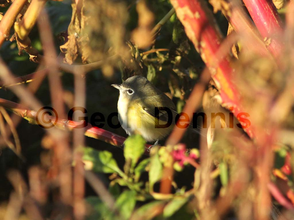 BHVI-AO_Blue-headed-Vireo