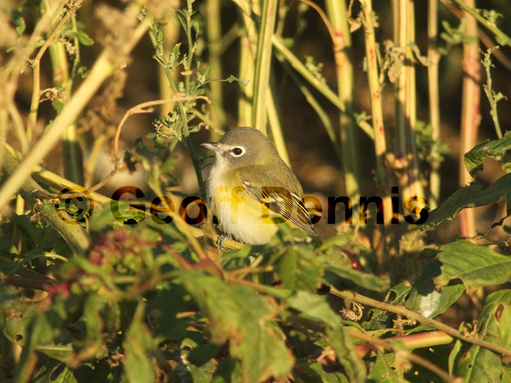 BHVI-AP_Blue-headed-Vireo