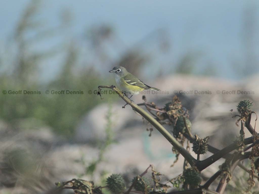 BHVI-AQ_Blue-headed-Vireo