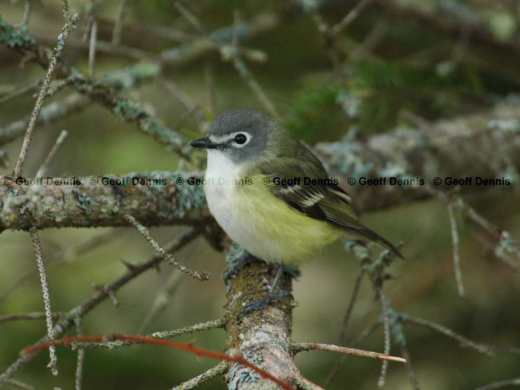 BHVI-AR_Blue-headed-Vireo
