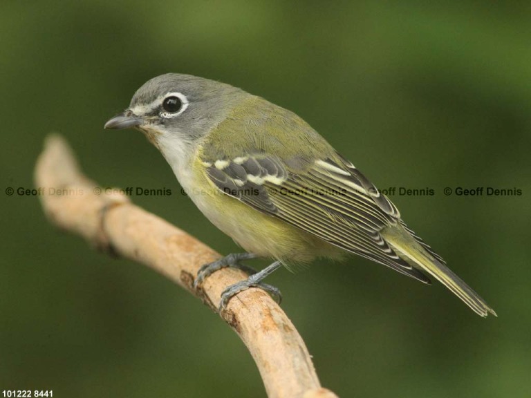 BHVI-AS_Blue-headed-Vireo