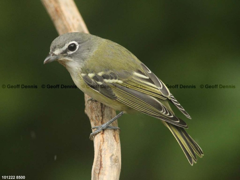 BHVI-AT_Blue-headed-Vireo