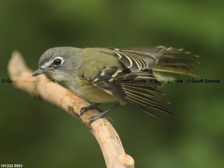 BHVI-AU_Blue-headed-Vireo