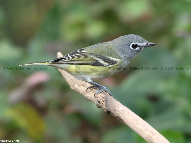 BHVI-AV_Blue-headed-Vireo