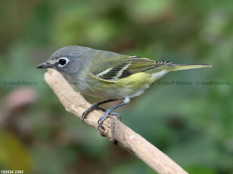 BHVI-AW_Blue-headed-Vireo