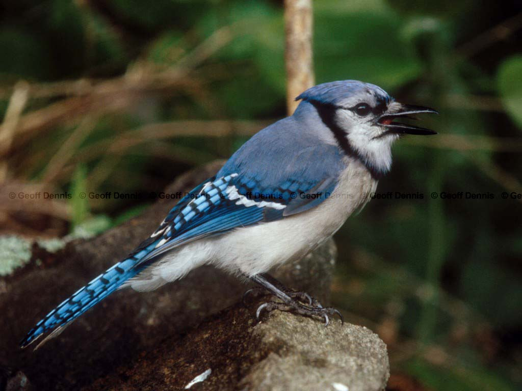 BLJA-AA_Blue-Jay