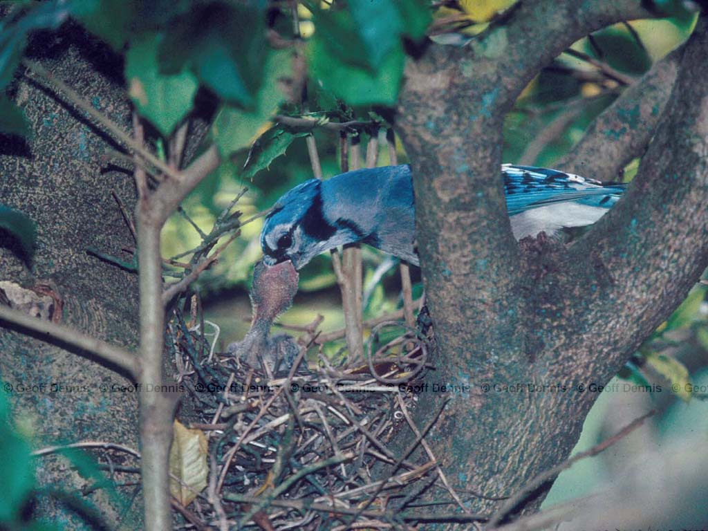 BLJA-AB_Blue-Jay