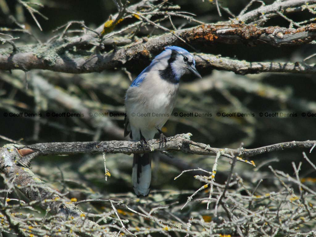 BLJA-AC_Blue-Jay