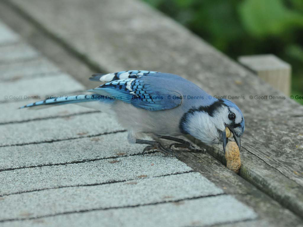 BLJA-AD_Blue-Jay