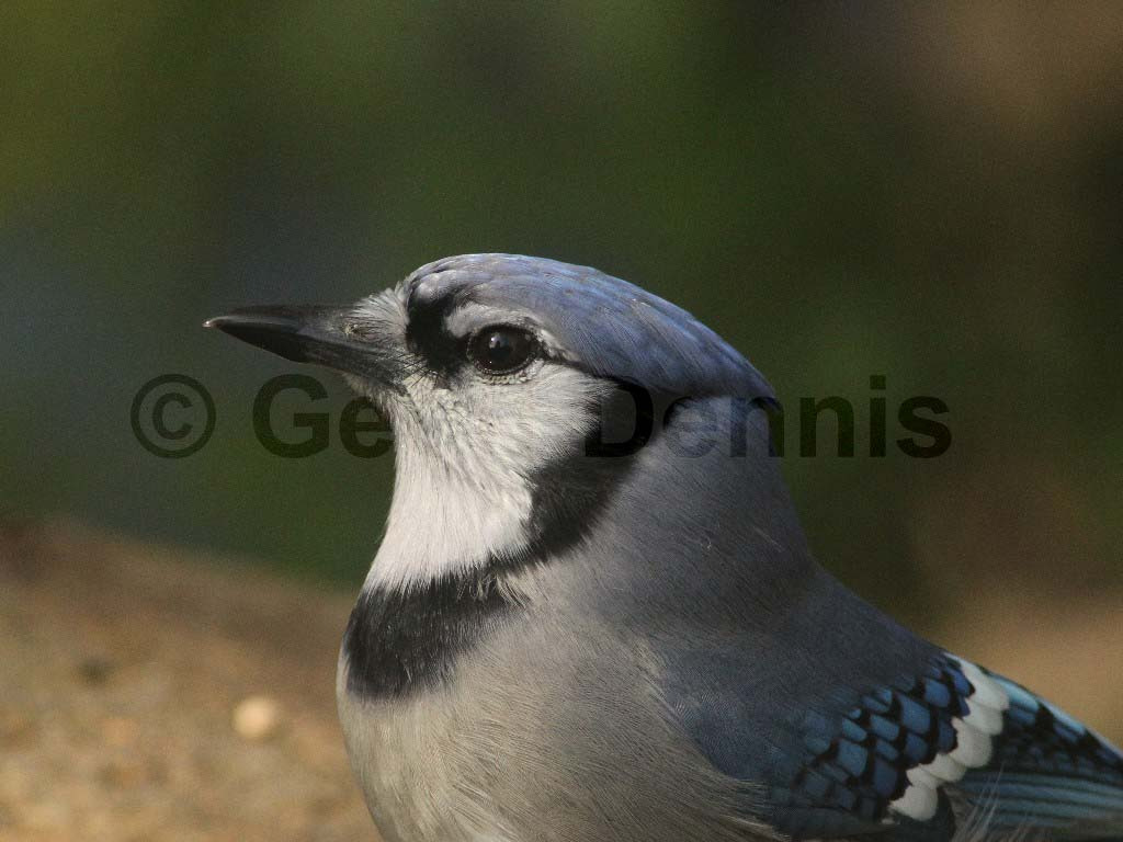 BLJA-AE_Blue-Jay