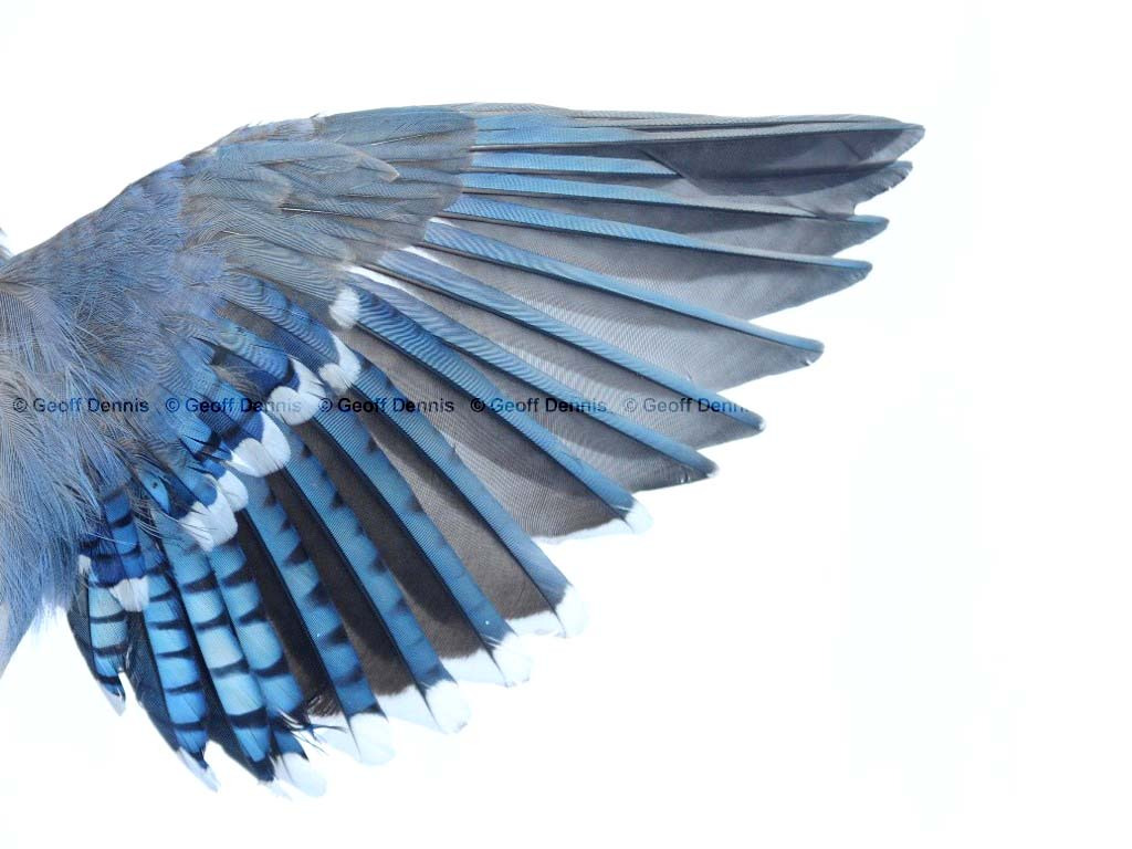 BLJA-AF_Blue-Jay