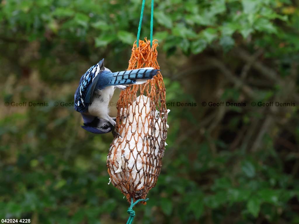 BLJA-AO_Blue-Jay