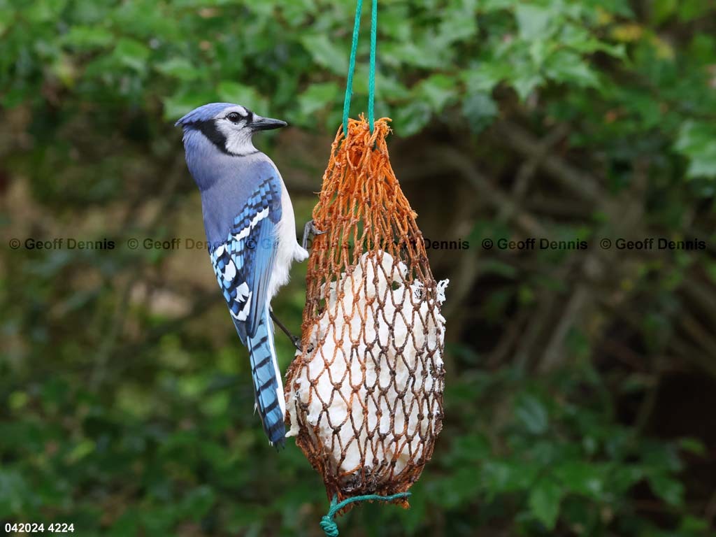 BLJA-AP_Blue-Jay