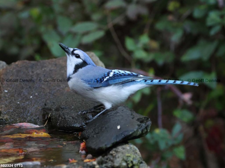 BLJA-AQ_Blue-Jay