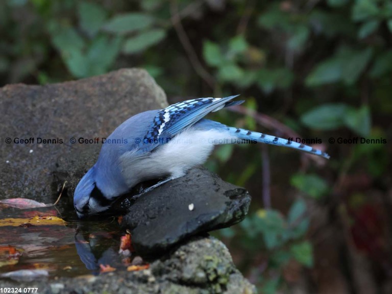 BLJA-AR_Blue-Jay