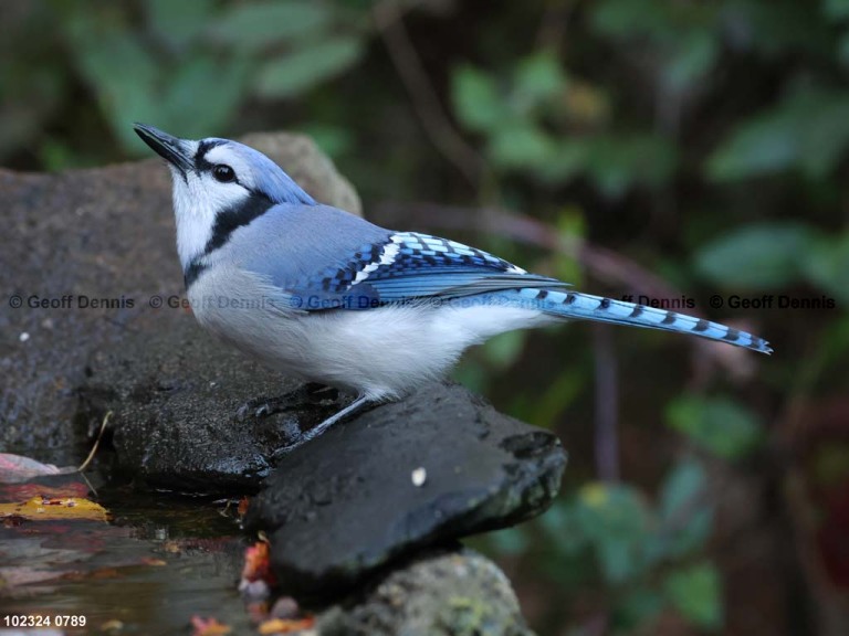 BLJA-AS_Blue-Jay