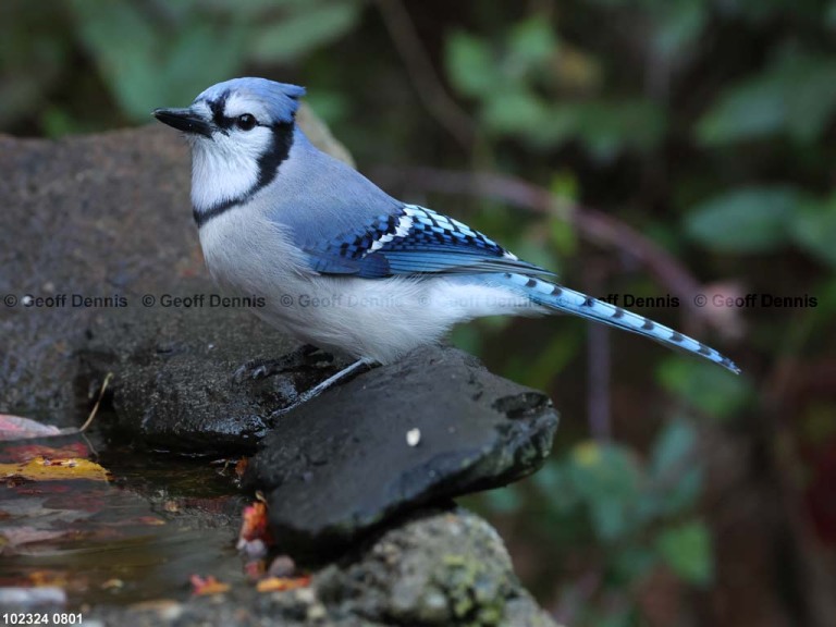 BLJA-AT_Blue-Jay