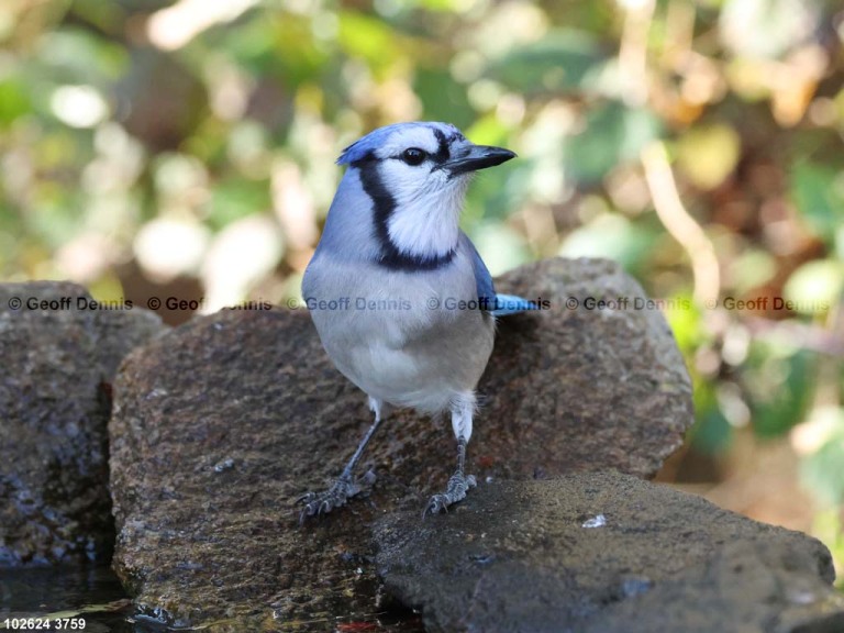 BLJA-AU_Blue-Jay