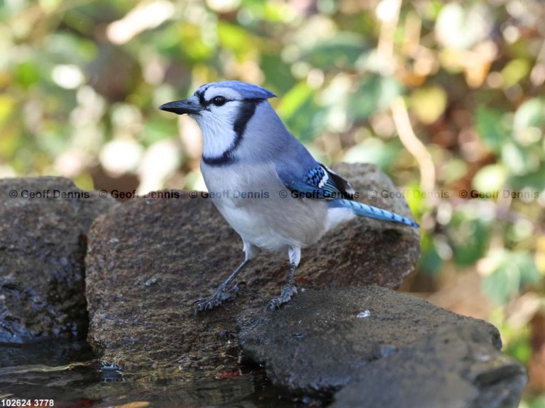BLJA-AV_Blue-Jay