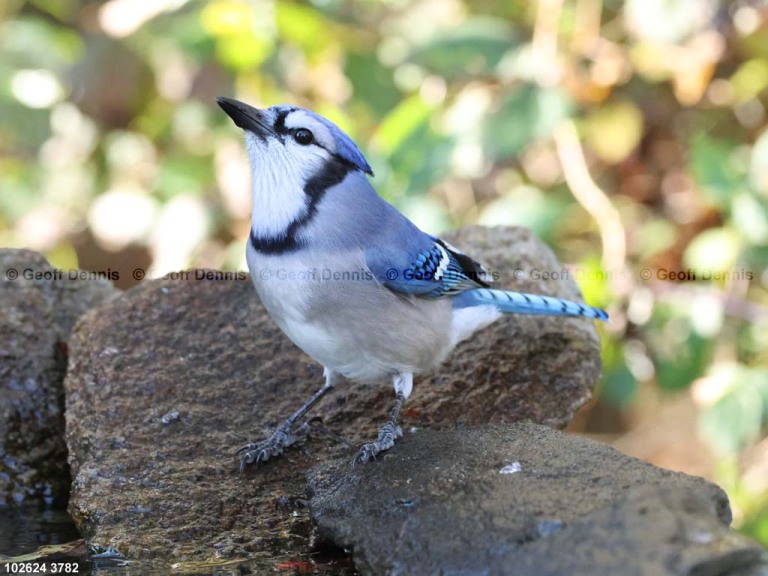 BLJA-AW_Blue-Jay