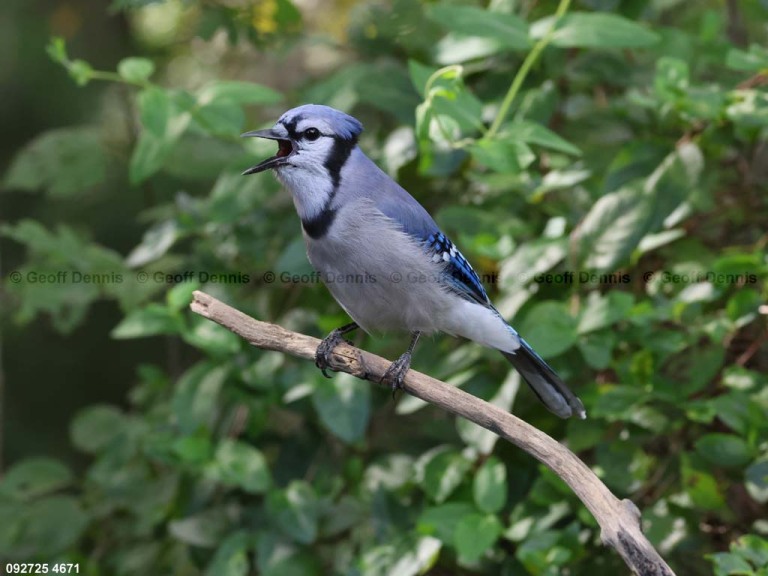 BLJA-BB_Blue-Jay