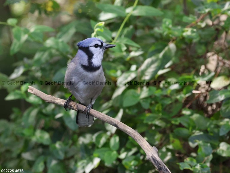 BLJA-BC_Blue-Jay