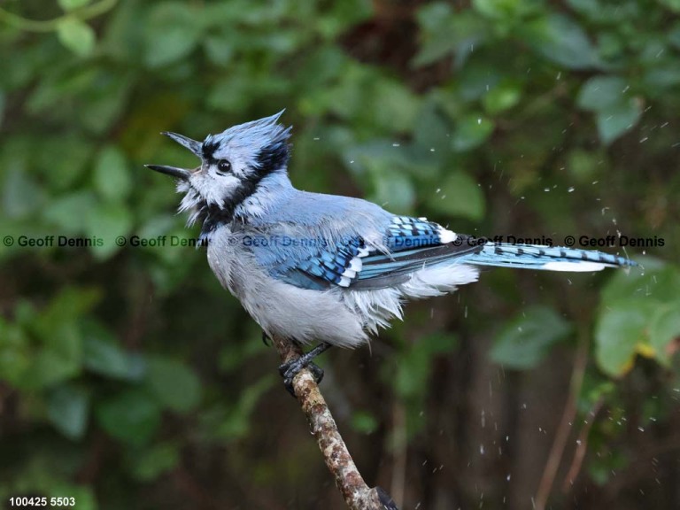 BLJA-BD_Blue-Jay