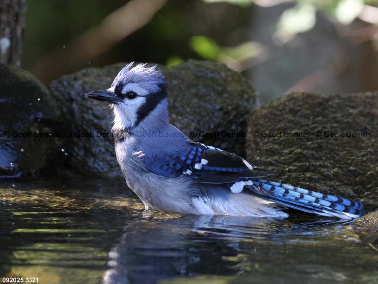 BLJA-BE_Blue-Jay
