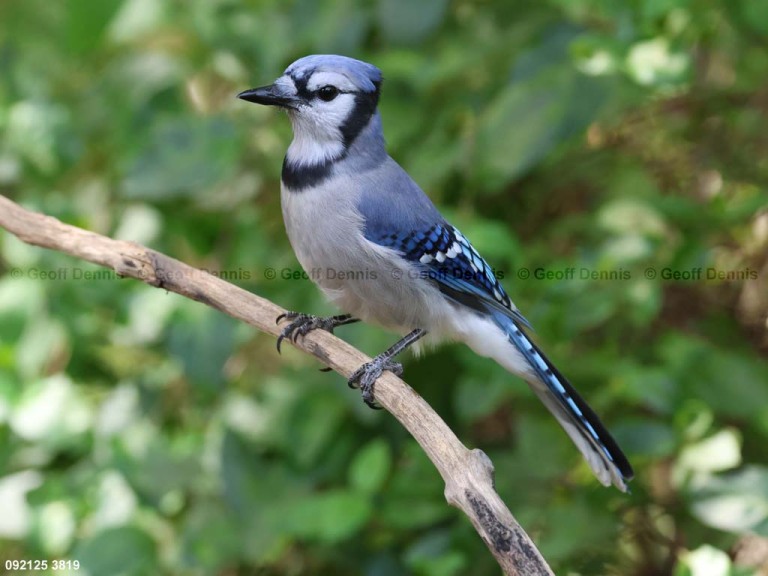 BLJA-BF_Blue-Jay