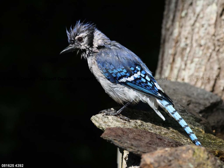 BLJA-BG_Blue-Jay
