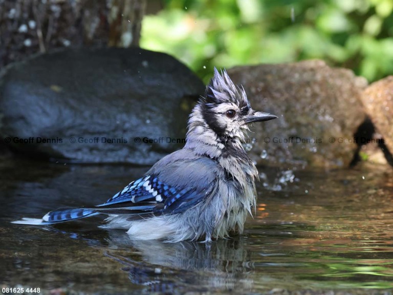 BLJA-BH_Blue-Jay