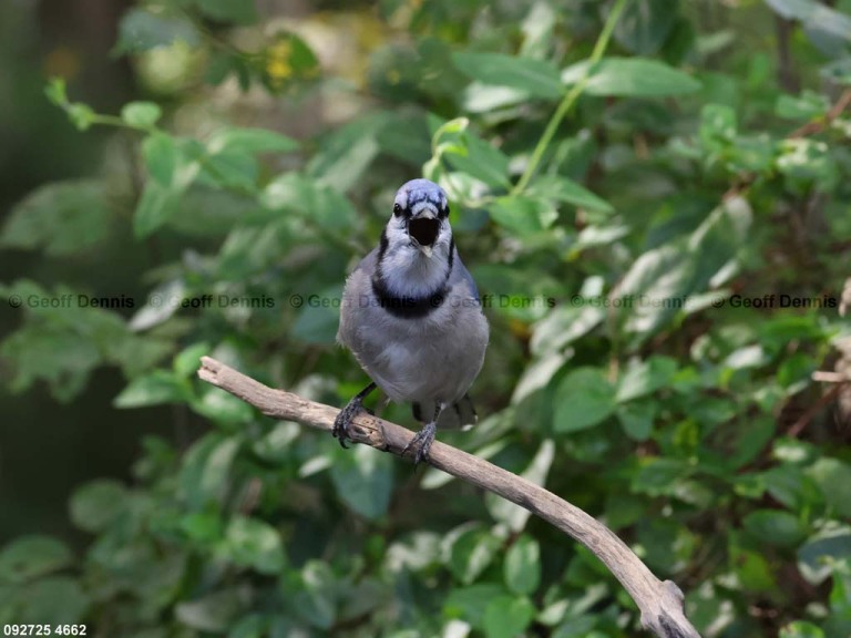 BLJA-BI_Blue-Jay