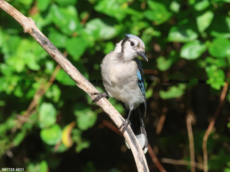 BLJA-BJ_Blue-Jay