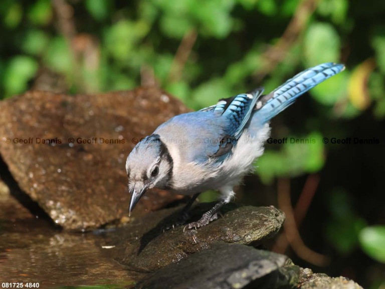 BLJA-BK_Blue-Jay