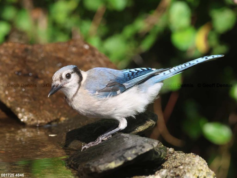 BLJA-BL_Blue-Jay