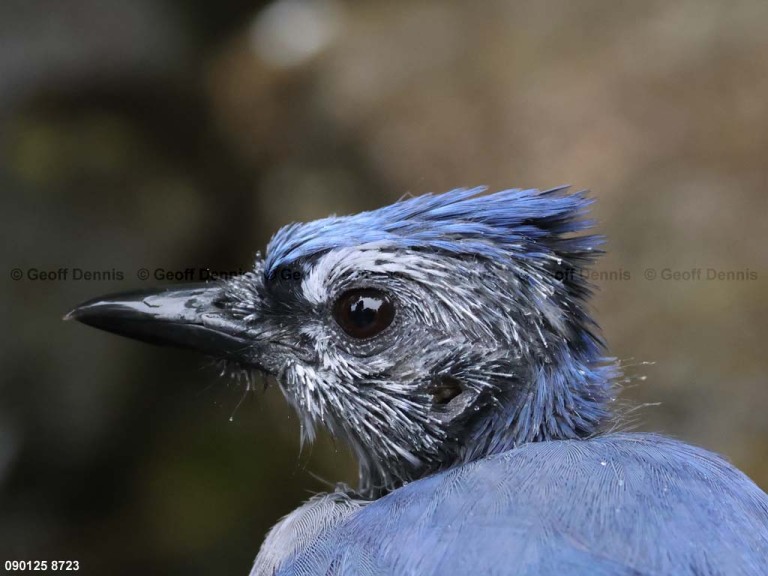 BLJA-BM_Blue-Jay