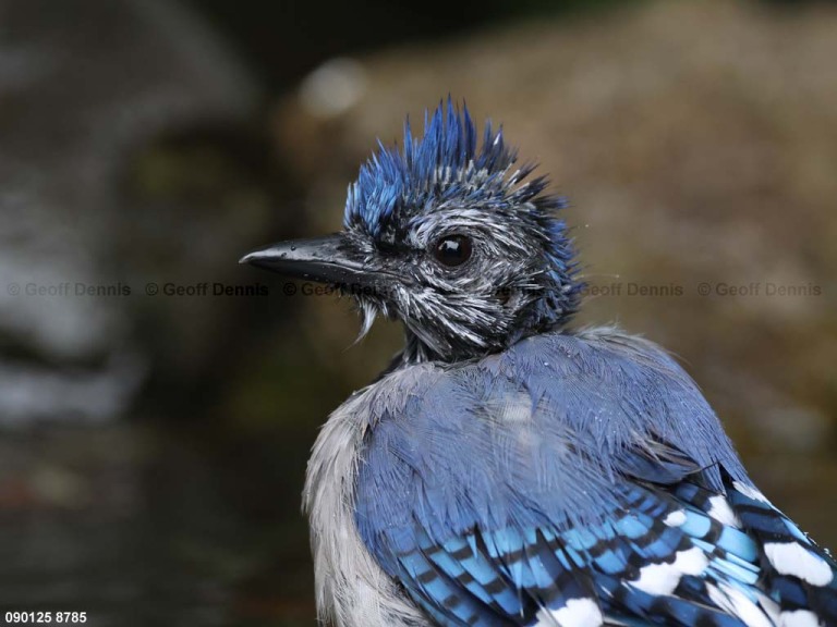 BLJA-BN_Blue-Jay