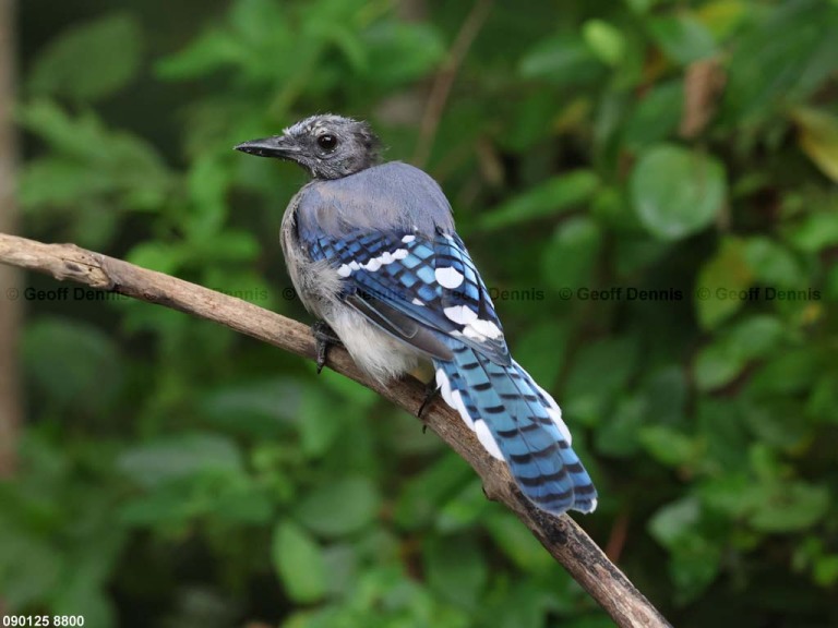 BLJA-BO_Blue-Jay
