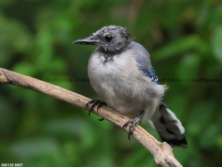 BLJA-BP_Blue-Jay