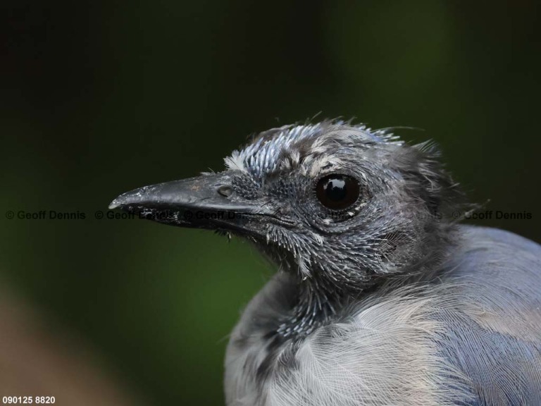 BLJA-BQ_Blue-Jay