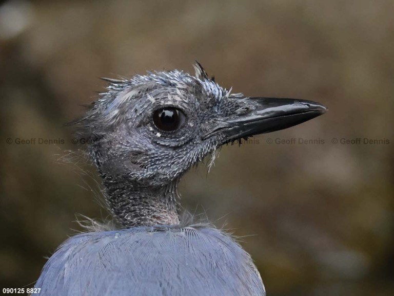 BLJA-BR_Blue-Jay
