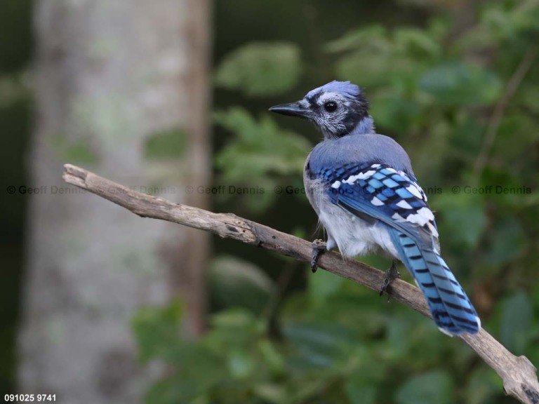 BLJA-BS_Blue-Jay