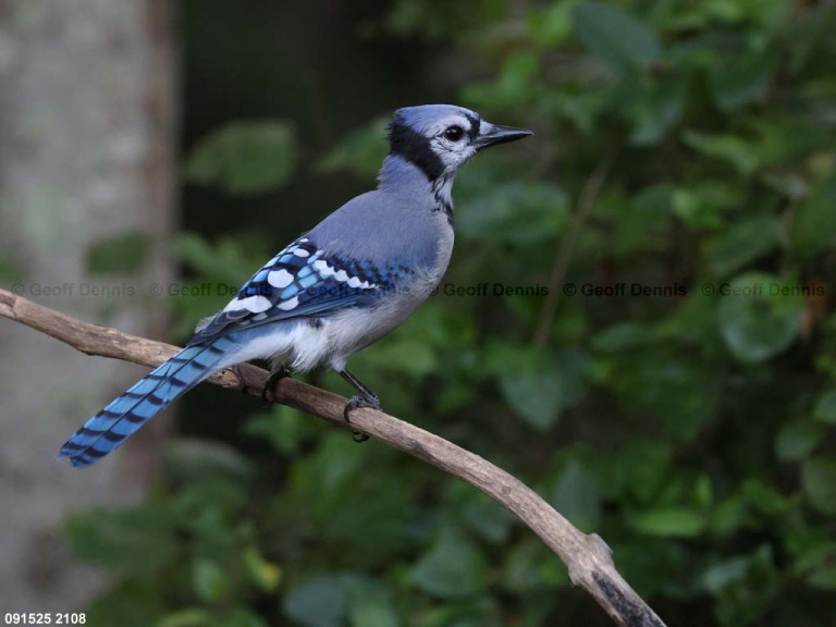 BLJA-BT_Blue-Jay