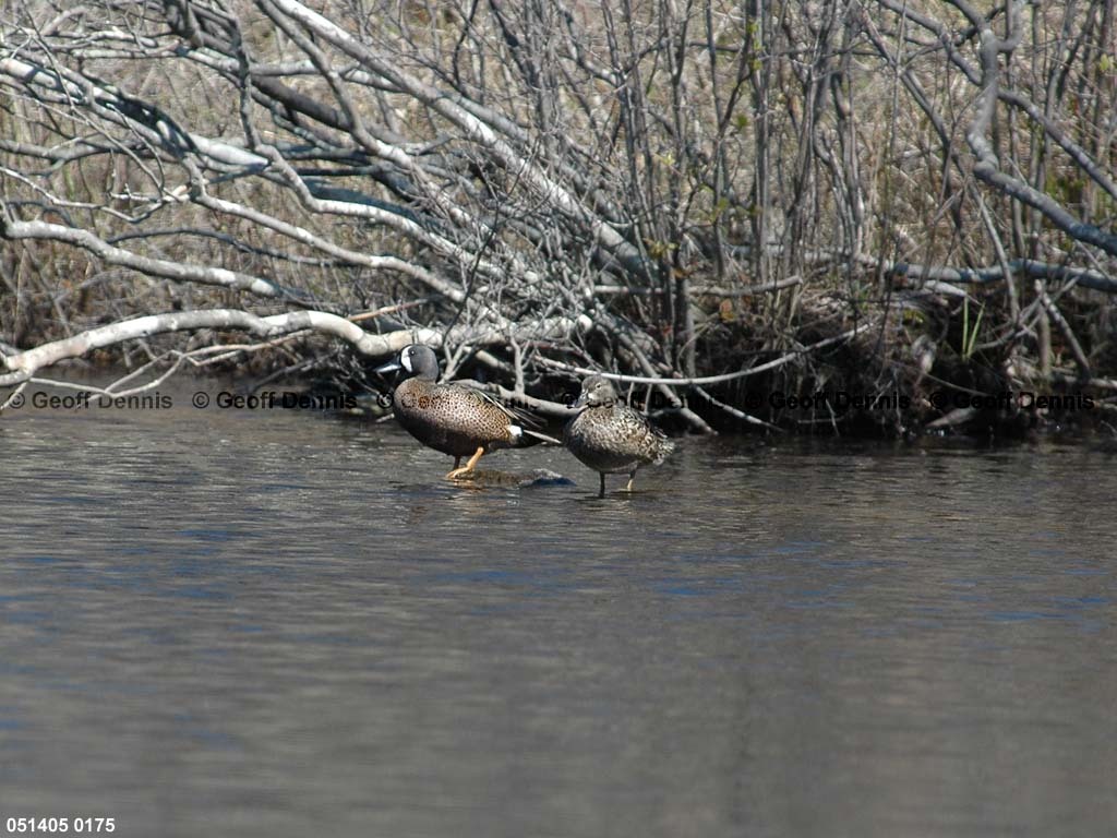 BWTE-AA_Blue-winged-Teal